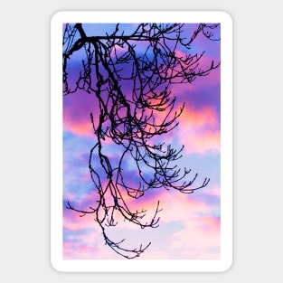 Ash Tree Sunset Silhouette Sticker